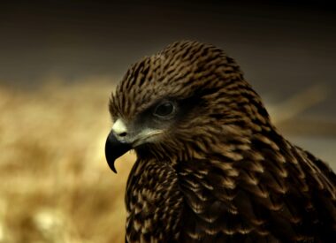 The Victory, The Tragedy, The Drama: Carbon Offsets, Credits and Markets