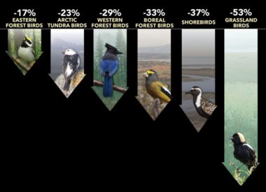 The Losses of Bird and Insect Life: What’s the Road to Regeneration?