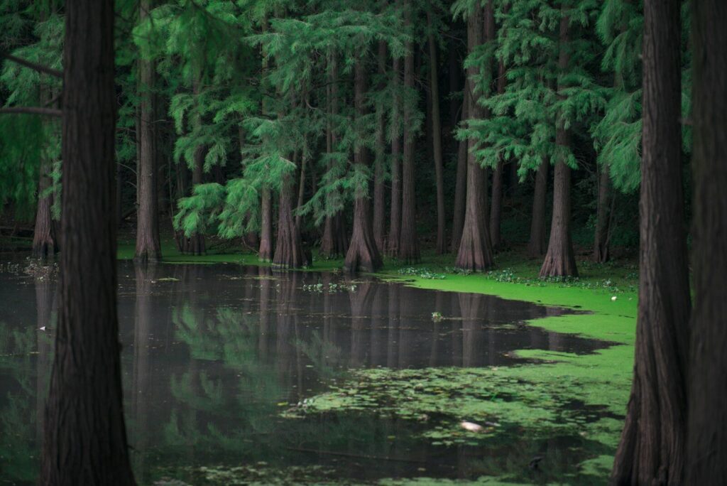 swamp surrounded with green pine trees during daytime
