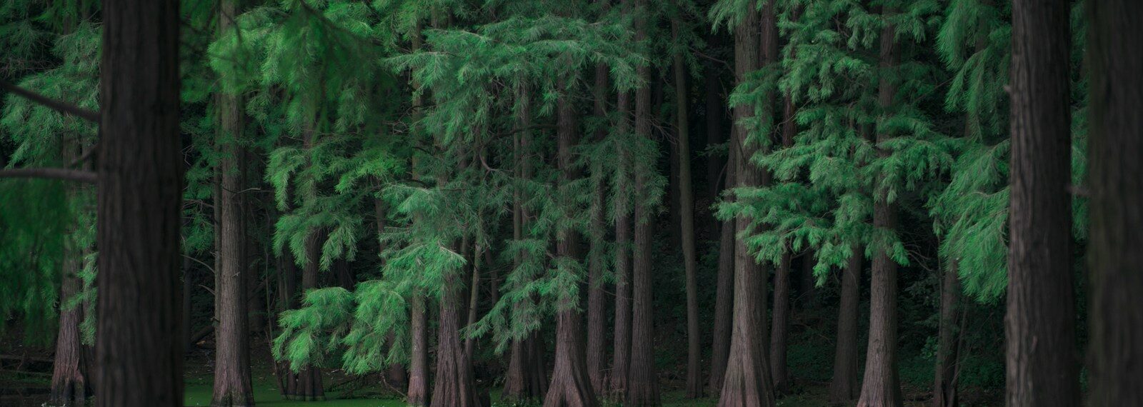swamp surrounded with green pine trees during daytime