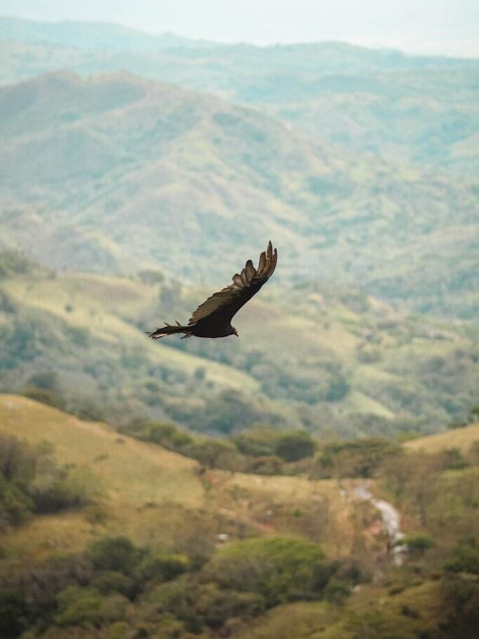a large bird flying over a lush green hillside